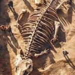 e51c4a5e111a32074a04c0d0503eedee