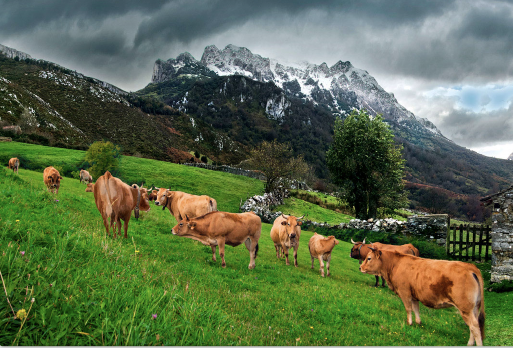 vacas asturianas