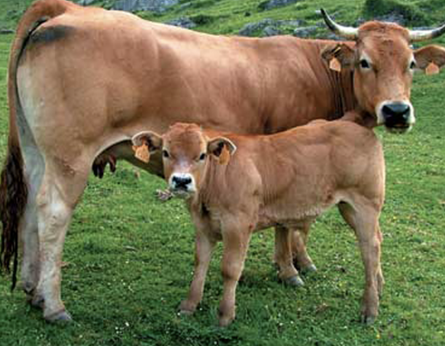 vaca asturiana de la montaña