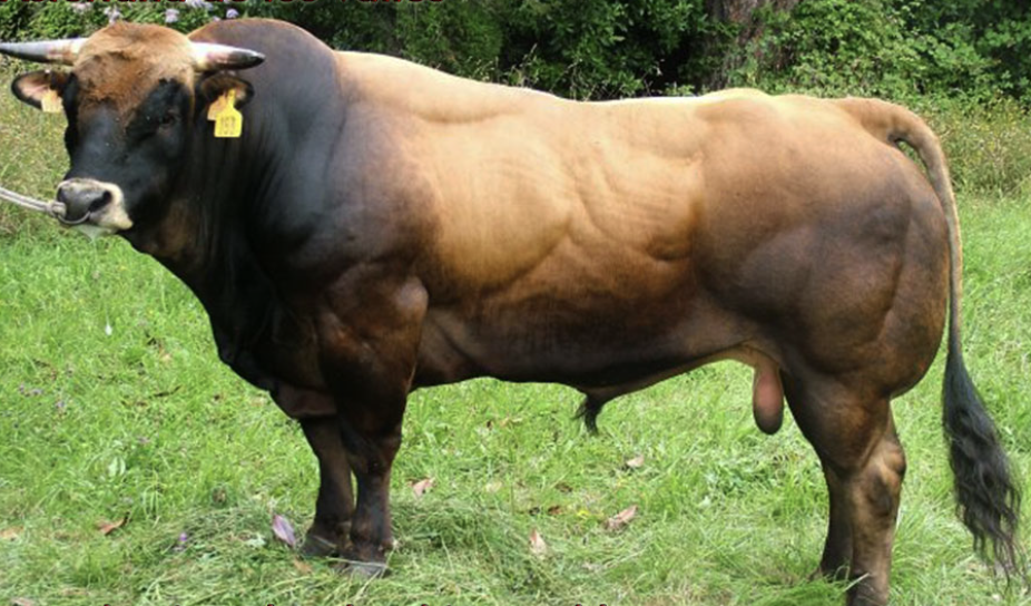 vaca asturiana de los valles