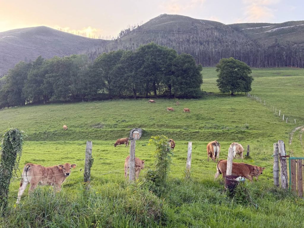 papel ecologico de las vacas