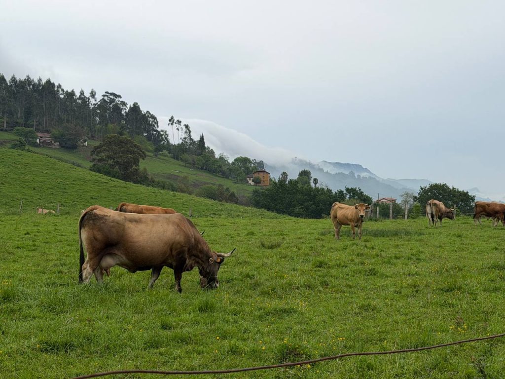 ganaderia de carne