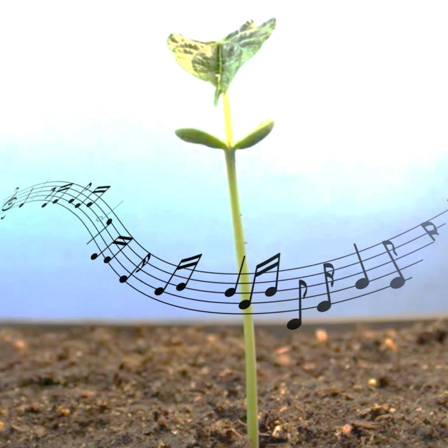 musica en plantas