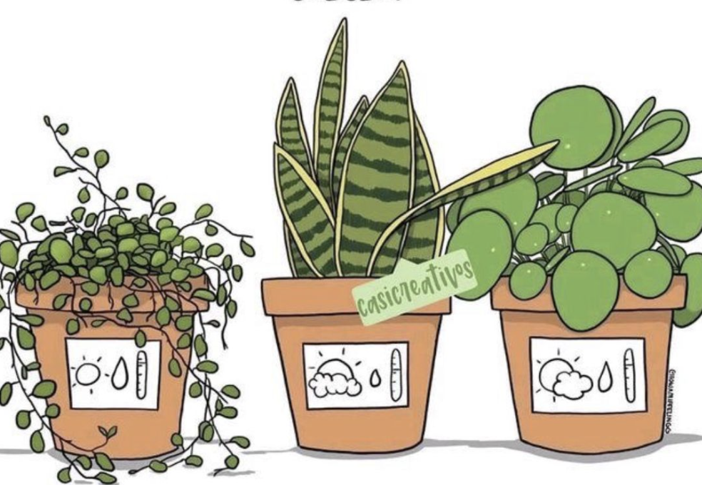 las plantas hablan
