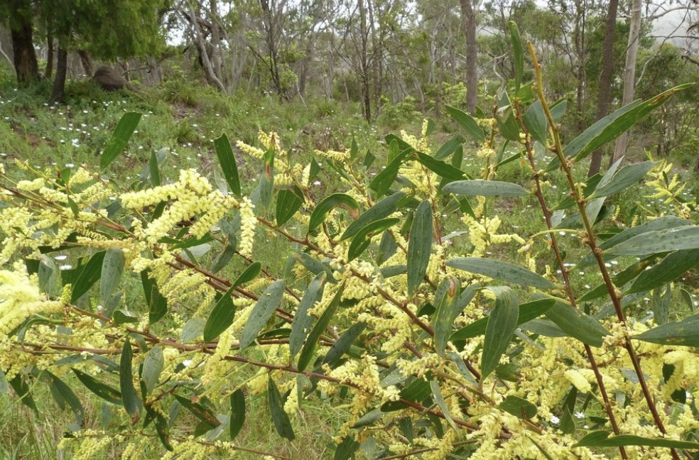 veneno acacias plantas
