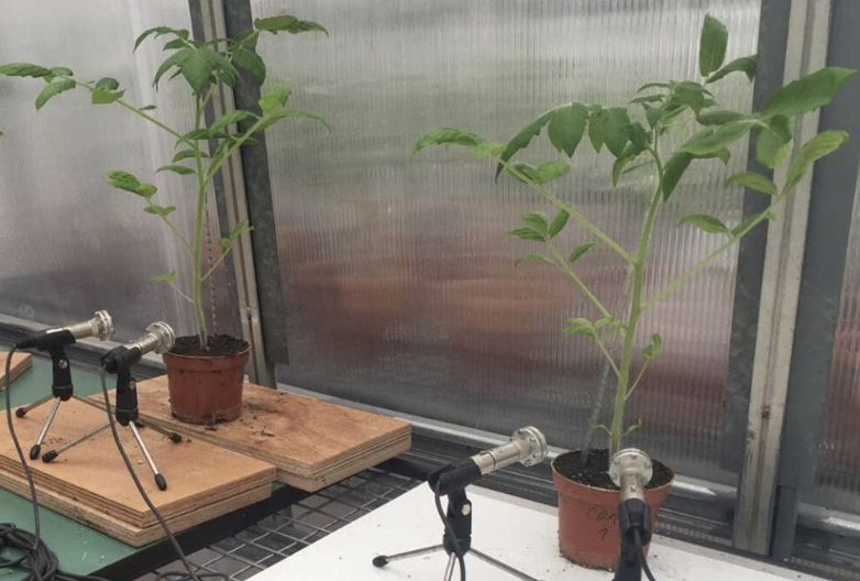 ultrasonidos plantas