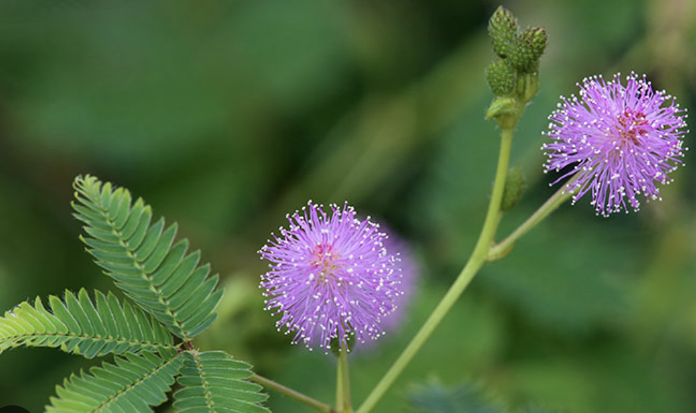 mimosa pudica memoria