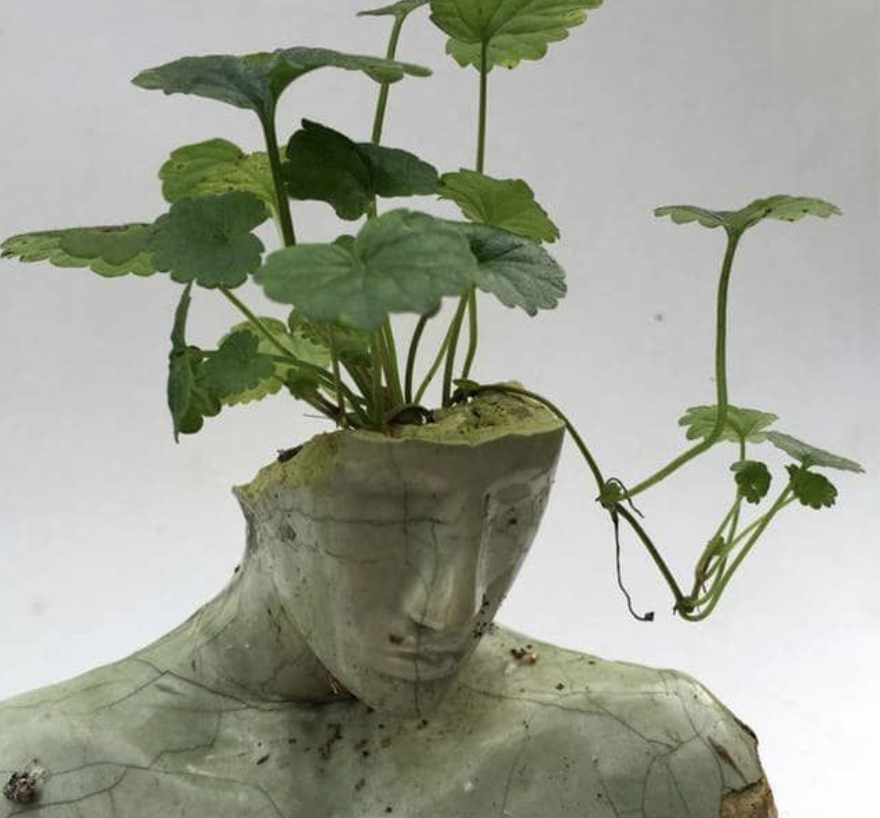plantas con cerebro