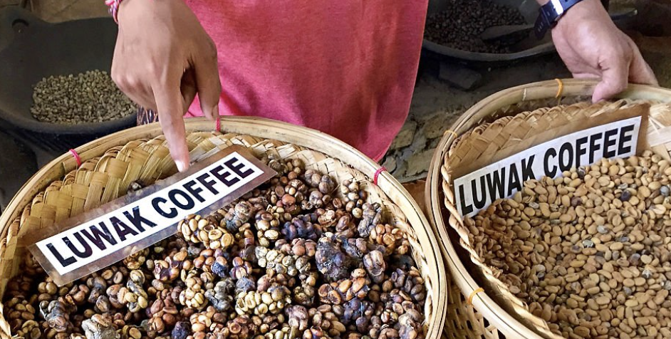 luwak coffee