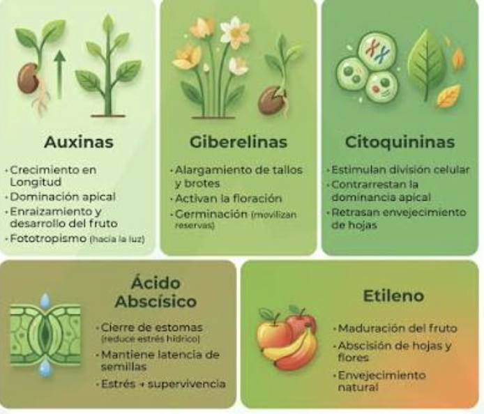 fitohormonas