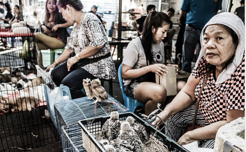 mercado ilegal animales bangkok