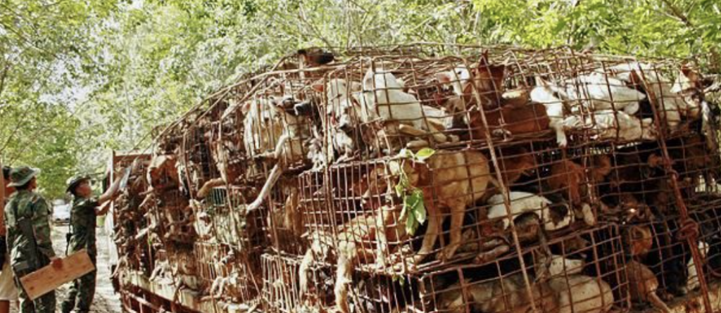 trafico de especies animales