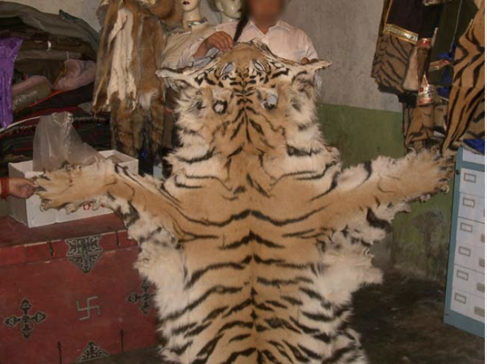 piel orginal de tigre