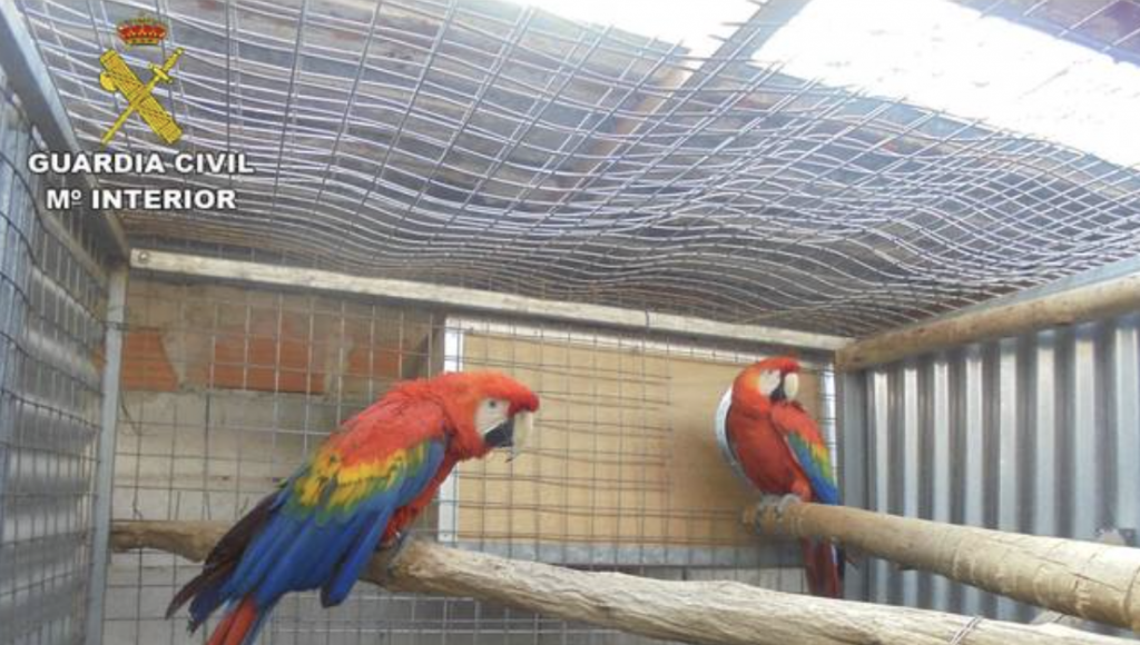 comercio de aves ilegales