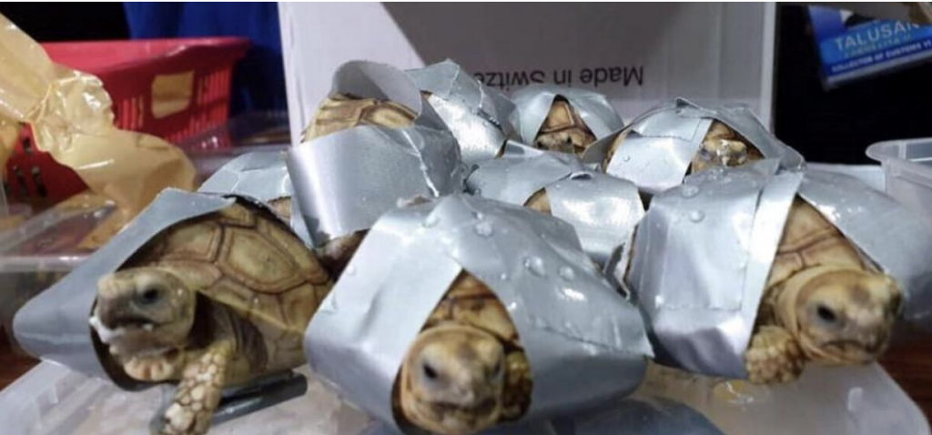 tortugas comercio ilegal