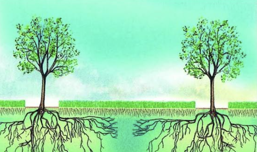 sistema radicular y areo plantas