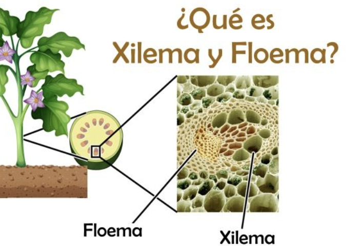 xilema y floema tejidos vegetales