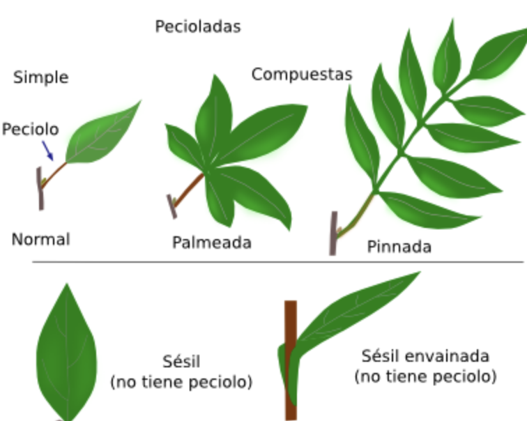 tipos de hojas botanica