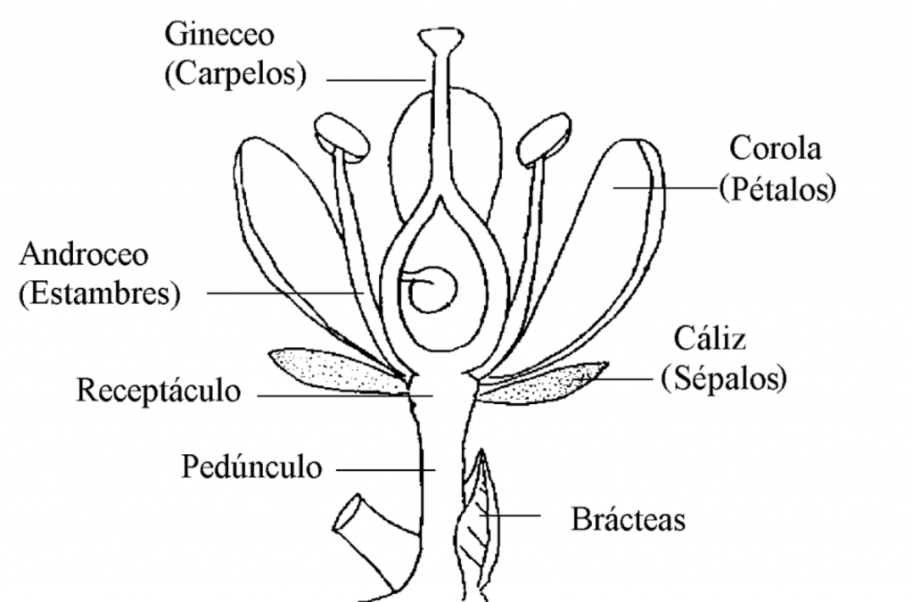 esquema tipos de flores