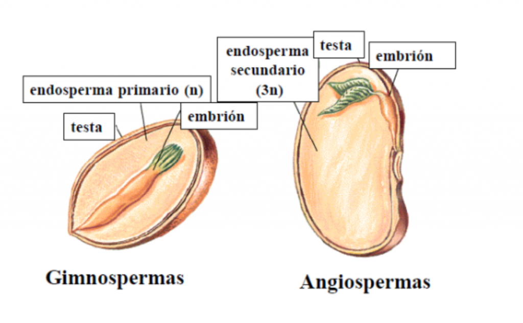 tipos de semillas botanica