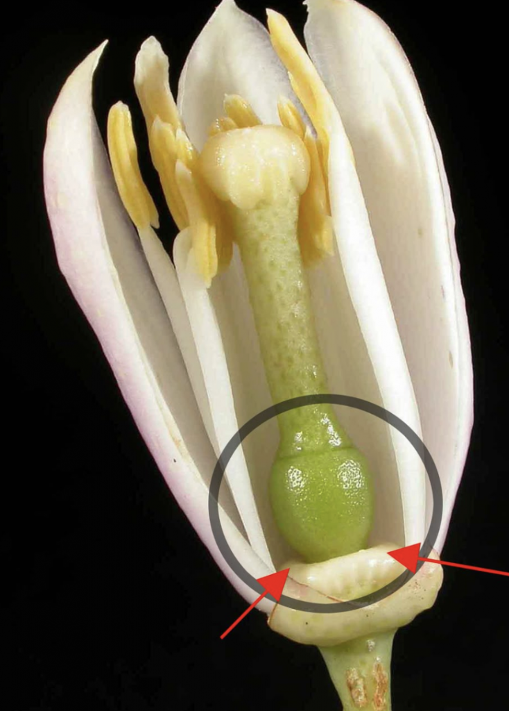 morfologia de las plantas