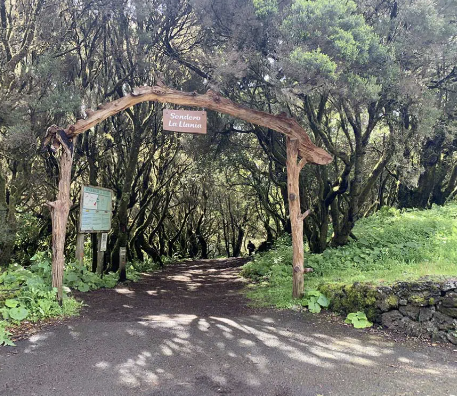 el hierro laurisilva