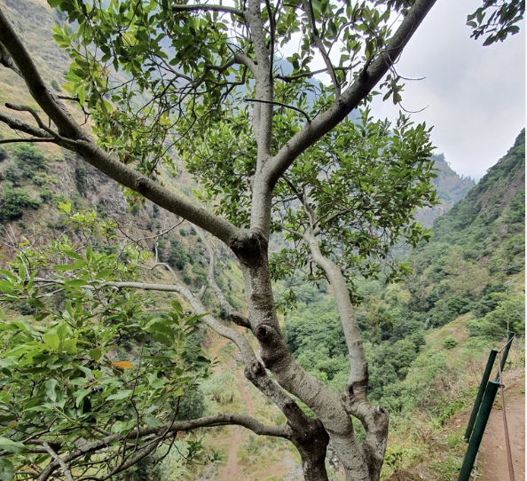 Viñátigo (Persea indica)