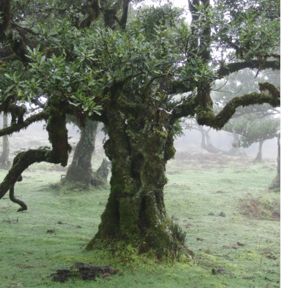 Til (Ocotea foetens)