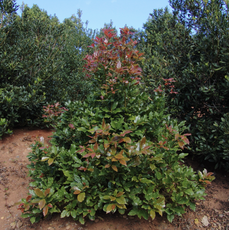 Barbusano (Apollonias barbujana)