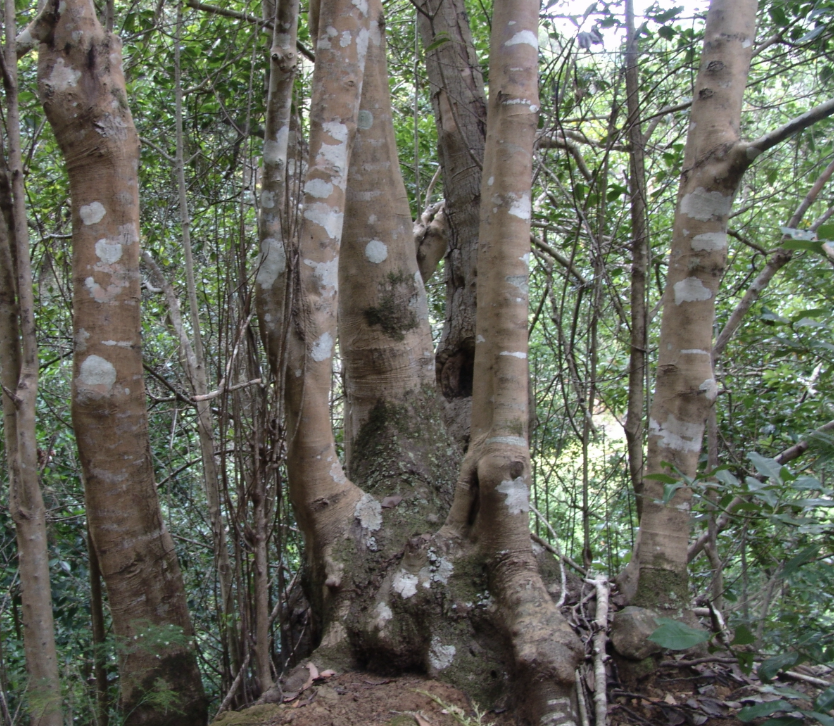 Acebiño (Ilex canariensis)
