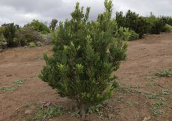 Faya (Morella faya)