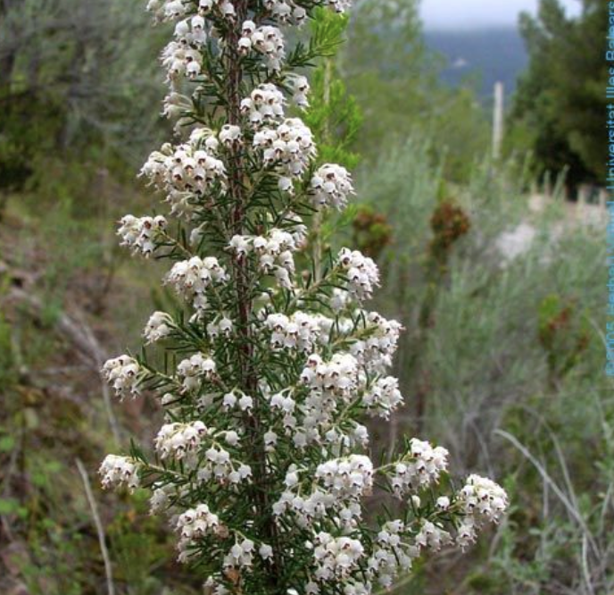 Brezo Arbóreo (Erica arborea)