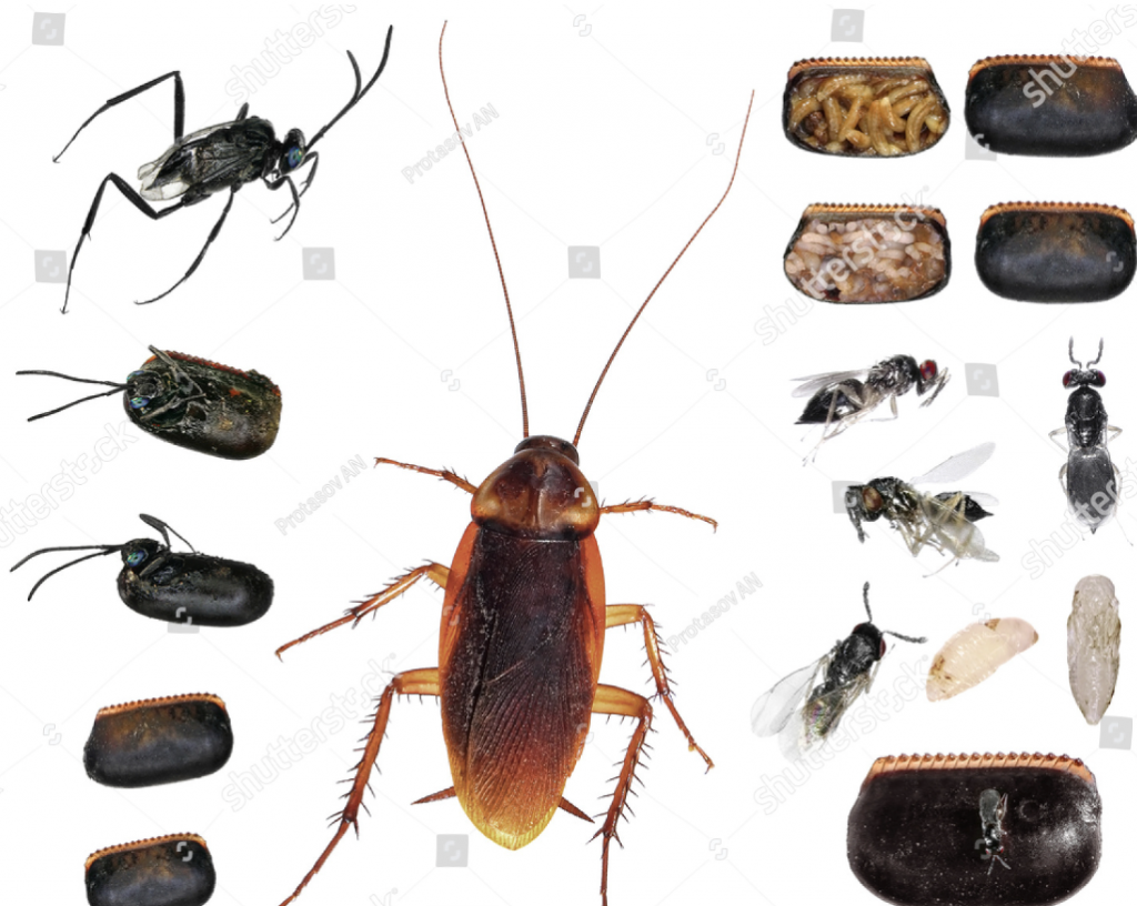 parasito cucaracha ooteca