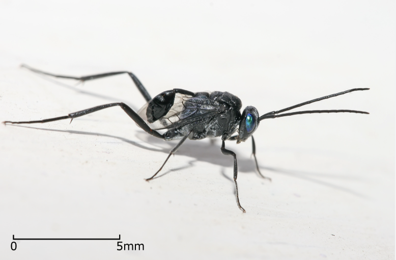 Evania appendigaster