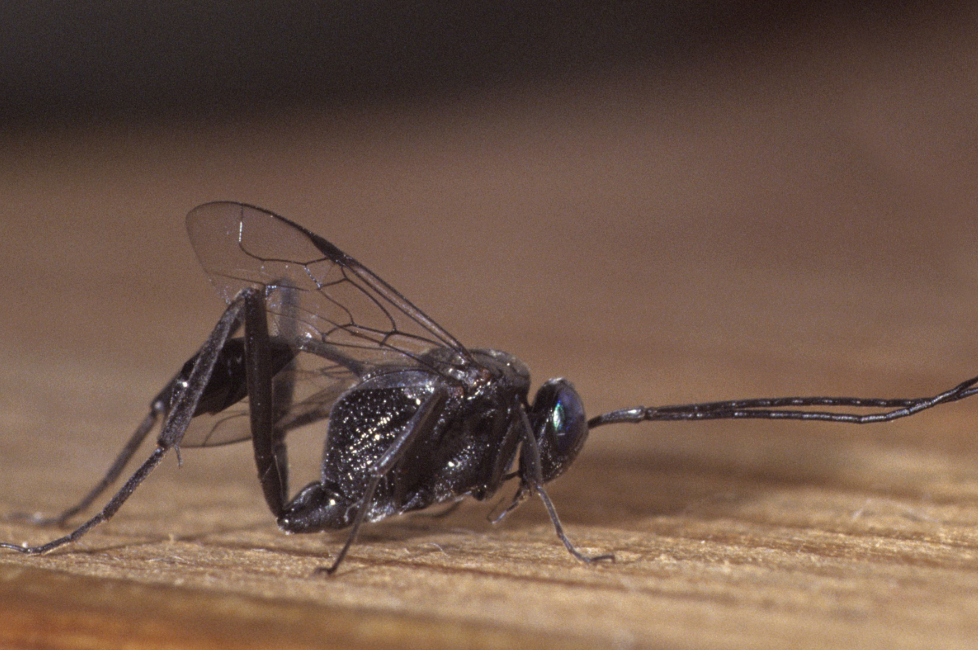 Evania appendigaster ciclo biologico