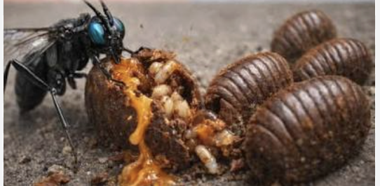 avispa parasita huevos cucaracha