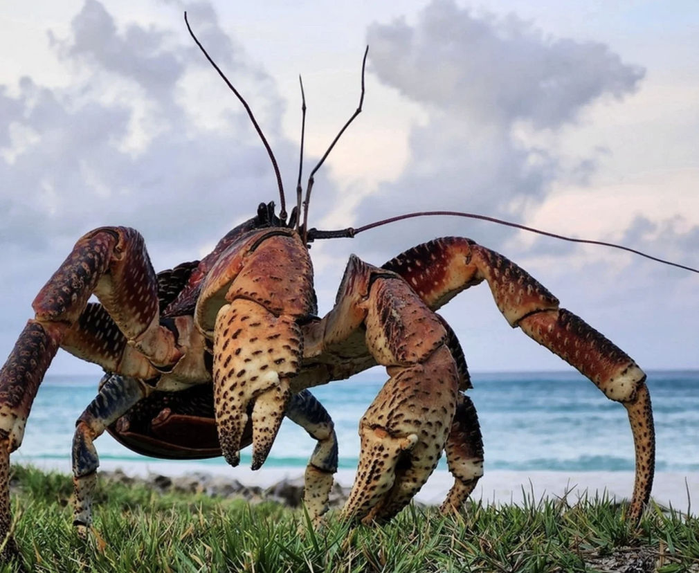 cuanto mide el cangrejo de los cocoteros