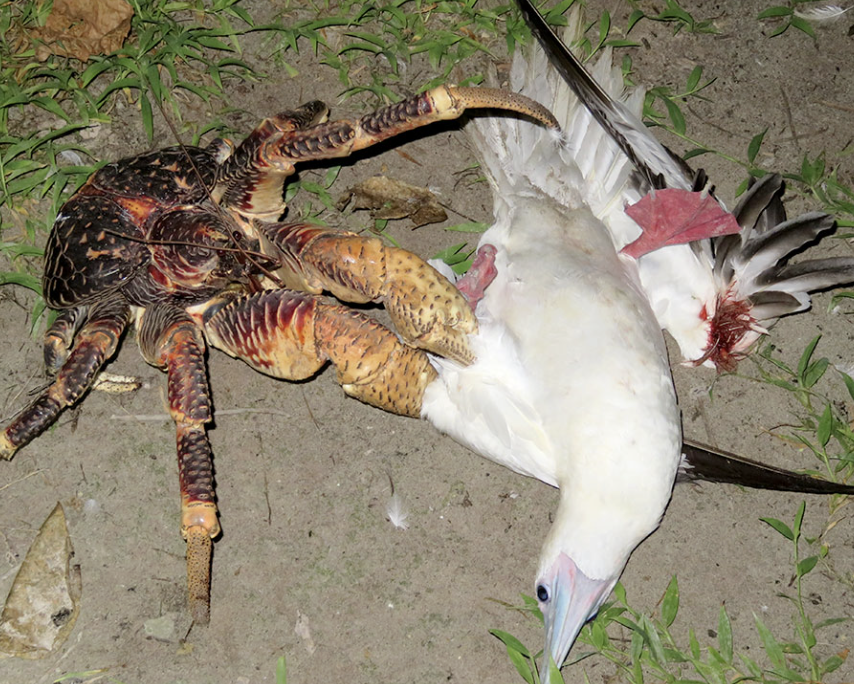 que come el cangrejo de los cocoteros