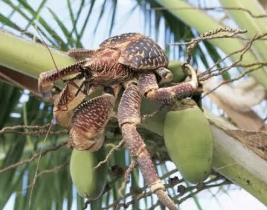 birgus latro cangrejo