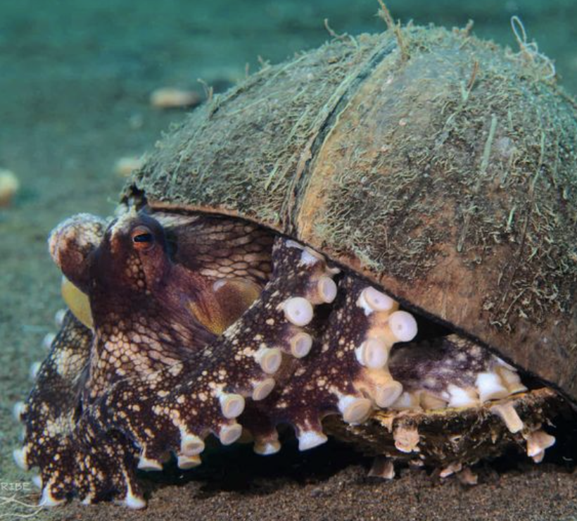 pulpo de los cocos habitat