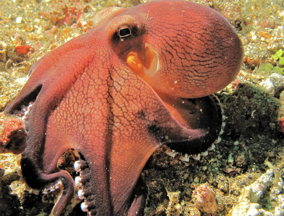 alimentacion pulpo de los cocos