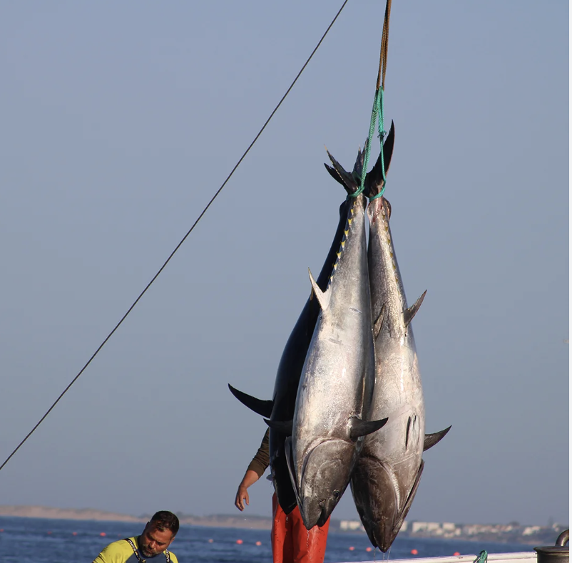 atun rojo gigante del atlantico
