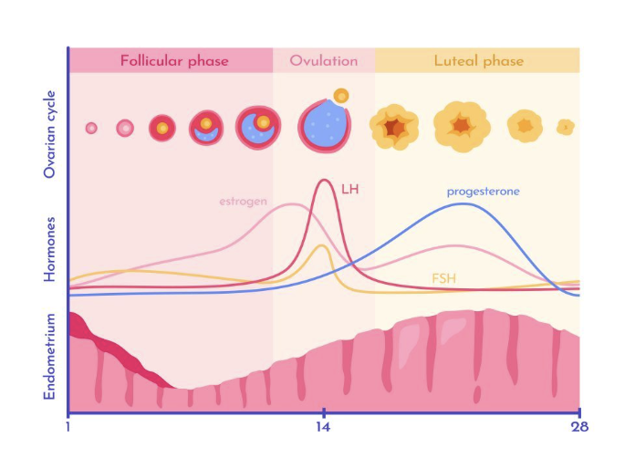 ciclo hormonal femenino