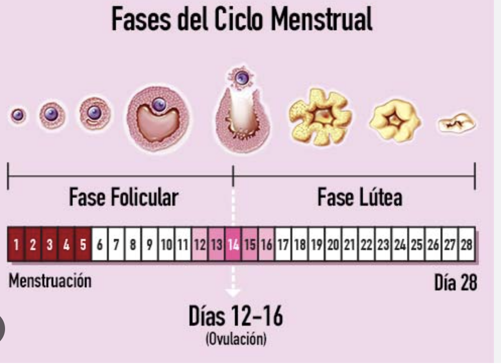 fases del ciclo mentrual