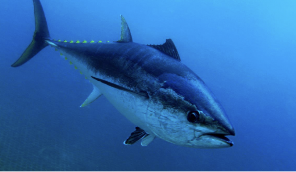 atun rojo atlantico