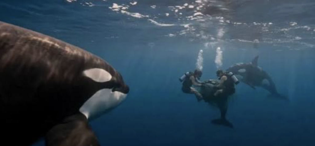 orcas y humanos amigos