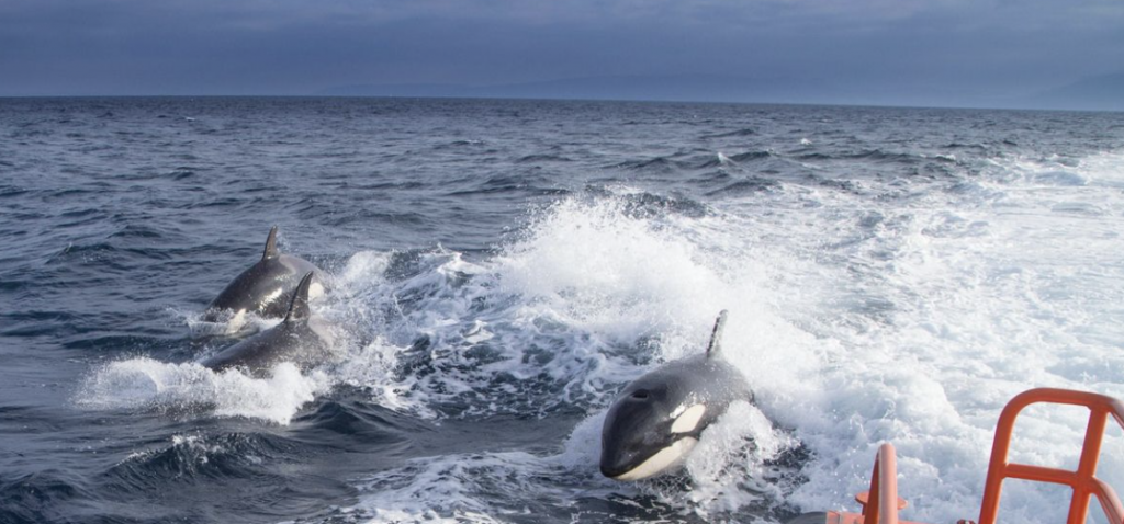 orcas con humanos