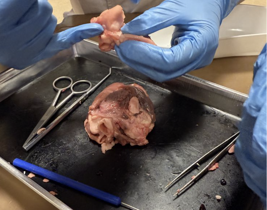 muestras laboratorio
