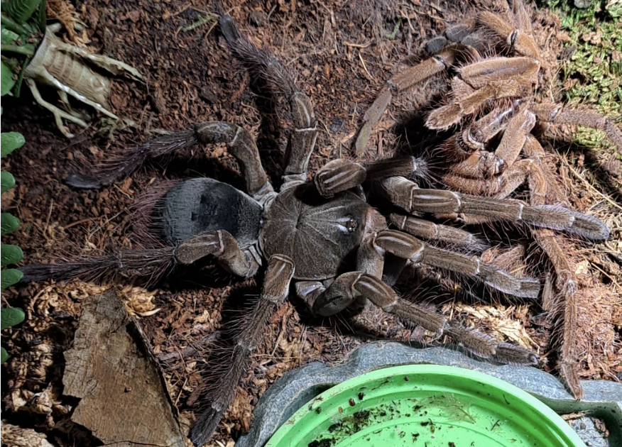 Araña gigante del congo