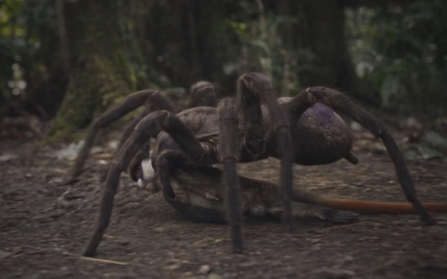 araña del congo